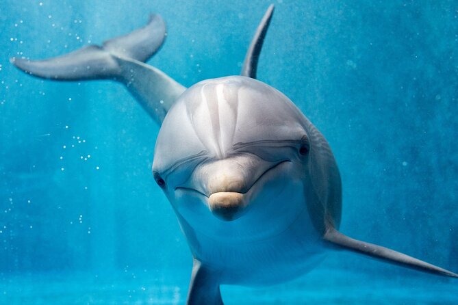 Swim with Dolphins Semi Private Speedboat Sea Tour - Hurghada - Who will enjoy this trip most