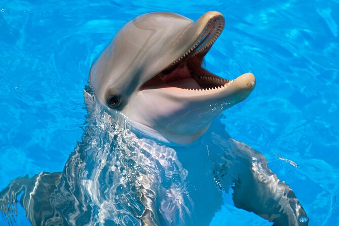 Swimming With Dolphin in Red Sea Adventure with Lunch - Hurgada - Key points to know before booking