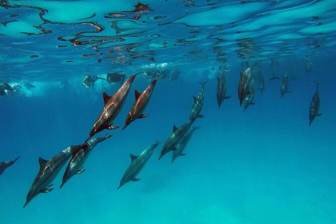 Swimming With Dolphin in Red Sea Adventure with Lunch - Hurgada - What the $5 price really means