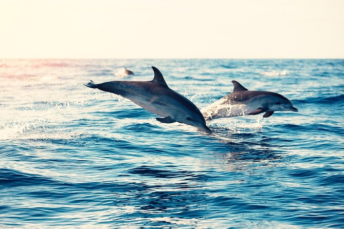 Swimming With Dolphin in Red Sea Adventure with Lunch - Hurgada - How the day feels for different types of visitors