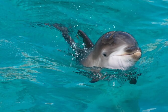 Swimming With Dolphin in Red Sea Adventure with Lunch - Hurgada - Sailing across the Red Sea