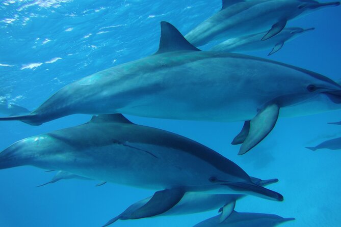 Swimming with Dolphin VIP Snorkeling Sea Trip With Lunch and Transfer - Hurghada - Setting out from Hurghada at 8:00 am