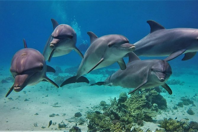 Swimming with Dolphin VIP Snorkeling Sea Trip With Lunch and Transfer - Hurghada - Snorkeling at Dolphin House and the coral reefs