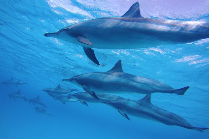 Swimming with Dolphin VIP Snorkeling Sea Trip With Lunch and Transfer - Hurghada - Lunch, drinks, and time on the boat