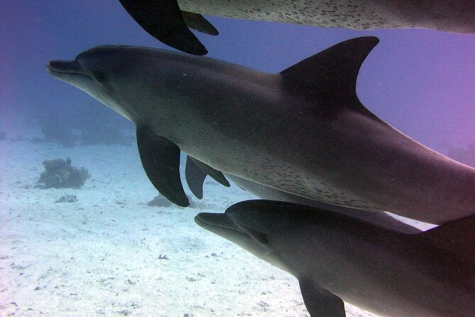 Swimming with Dolphins and Banana Boat Sea Trip Day Experience - Hurghada - Morning pickup and the trip to the marina