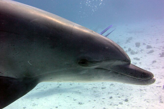 Swimming with Dolphins and Banana Boat Sea Trip Day Experience - Hurghada - Lunch on board, with simple Egyptian favorites