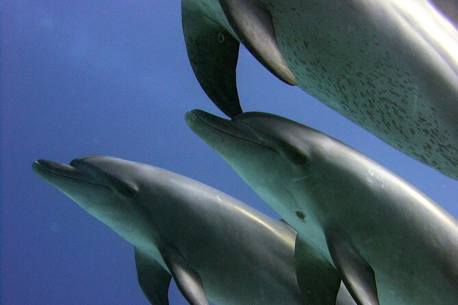 Swimming with Dolphins and Banana Boat Sea Trip Day Experience - Hurghada - Banana boat, quadra, and the air mattress