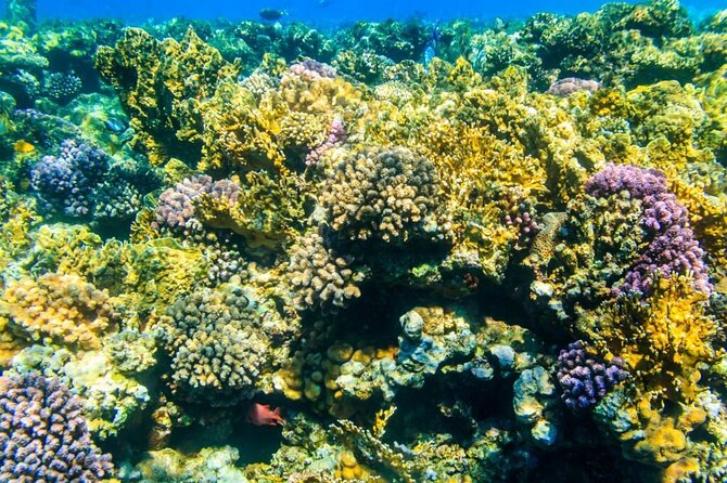 Tiran Island Snorkeling Excursion - Why the Red Sea reefs are worth a full day