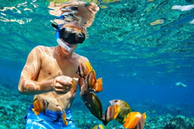 Tiran Island Snorkeling Excursion - Lunch, gear, and time between swims