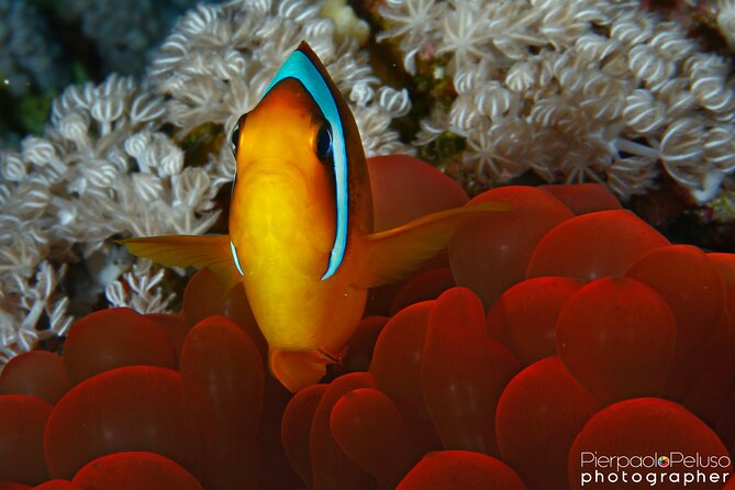Tiran Island Snorkeling Experience by Yacht Sharm El Sheikh - Practical costs and cancellation advice