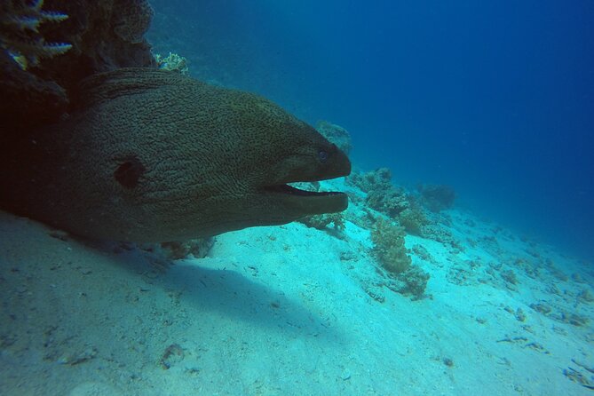 Try Scuba Diving Experience for Beginners in Hurghada - Why this is a good first step into scuba