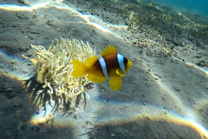 Try Scuba Diving Experience for Beginners in Hurghada - Lunch and the rhythm of a boat day