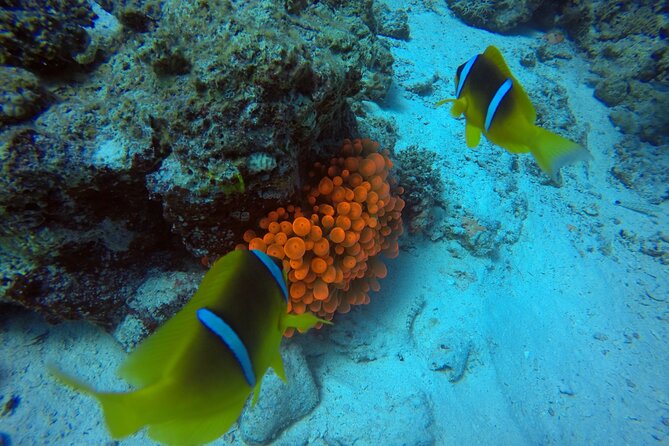 Try Scuba Diving Experience for Beginners in Hurghada - The instructor makes the biggest difference