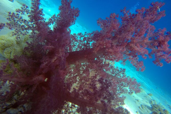 Try Scuba Diving Experience for Beginners in Hurghada - Is $207.09 fair value?