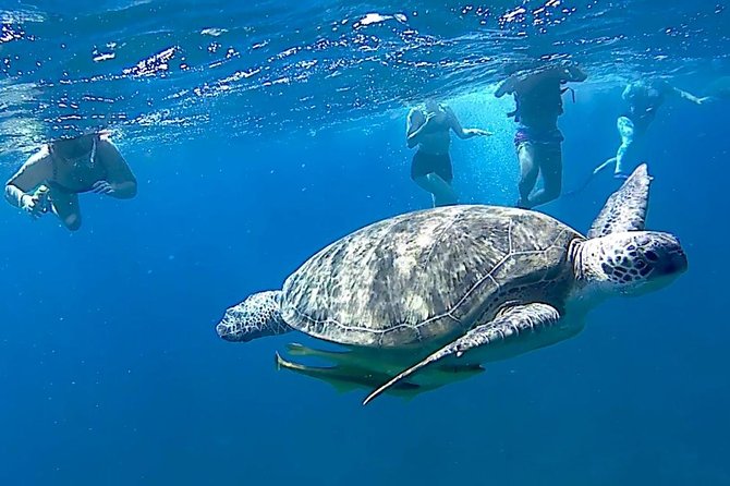 Turtles Bay, Swimming with Turtles Hurghada & Marsa ALam - Lunch, drinks, and a break from the water