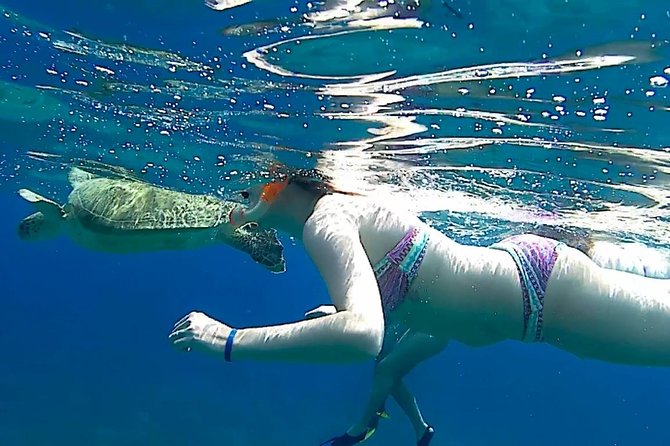 Turtles Bay, Swimming with Turtles Hurghada & Marsa ALam - The $112.96 price and what it covers