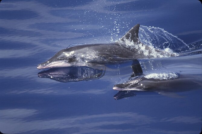 ViP Full Day Swimming With Dolphin Sea Trip With Lunch - Hurghada - The Dolphin House encounter