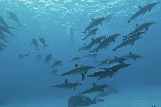 ViP Full Day Swimming With Dolphin Sea Trip With Lunch - Hurghada - Weather, seasickness, and the biggest risk