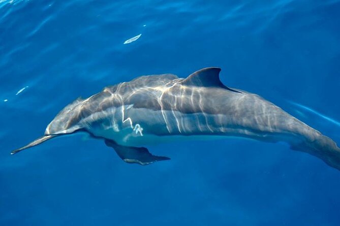 ViP Full Day Swimming With Dolphin Sea Trip With Lunch - Hurghada - Who will enjoy this boat trip most
