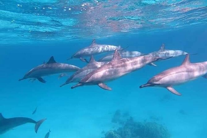 ViP Full Day Swimming With Dolphin Sea Trip With Lunch - Hurghada - Lunch on board and the rhythm of the day
