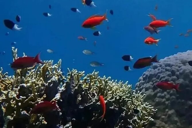 VIP Ras Mohamed and White Island boat trip - Who should book this day at sea