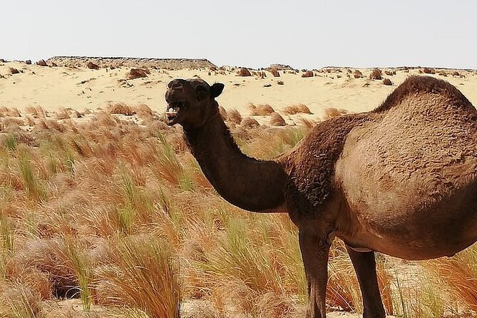 White and Black Desert in Egypt 2 days 1 Night unforgettable Trip - Crystal Mountain and Agabat Valley